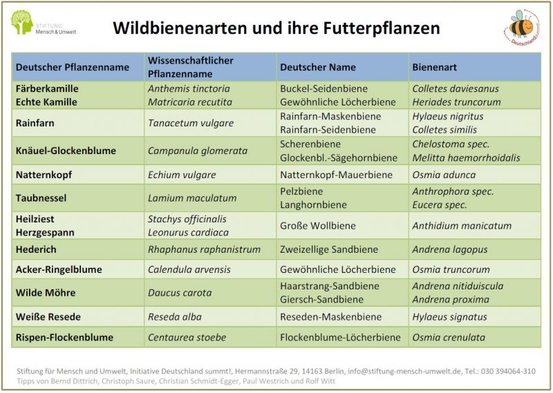 Wildbienenarten und ihre Futterpflanzen