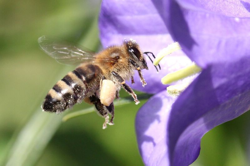 Honigbiene, Apis mellifera