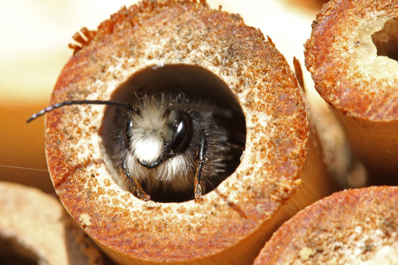 Osmia cornuta