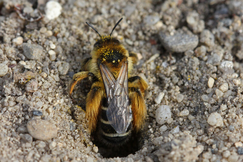 Dasypoda hirtipes